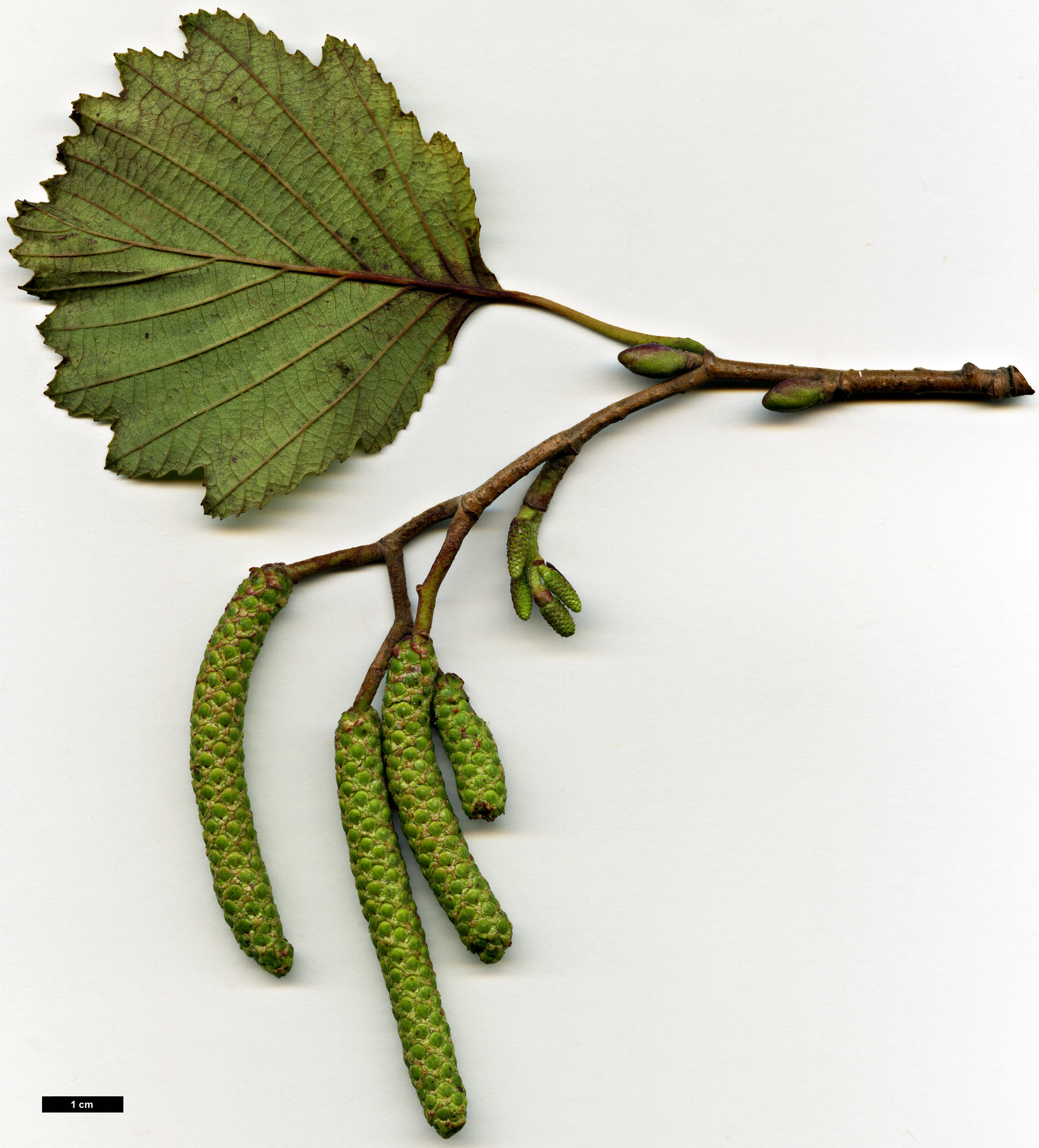 High resolution image: Family: Betulaceae - Genus: Alnus - Taxon: hirsuta - SpeciesSub: subsp. sibirica